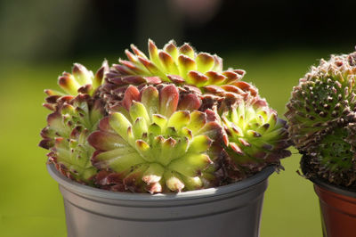 Close-up of cactus flower pot