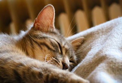 Close-up of cat sleeping