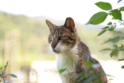 Cat looking away