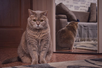 Portrait of a cat