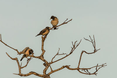 Low angle view of birds perching on bare tree against sky