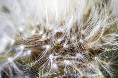 Full frame shot of white dandelion