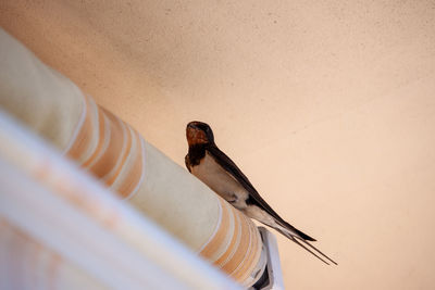 Low angle view of bird perching on wall