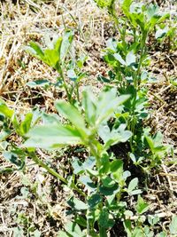 Close-up of fresh green plants on field