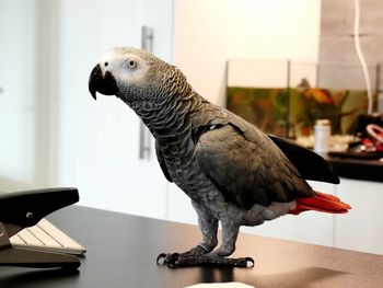 Close-up of bird perching on table