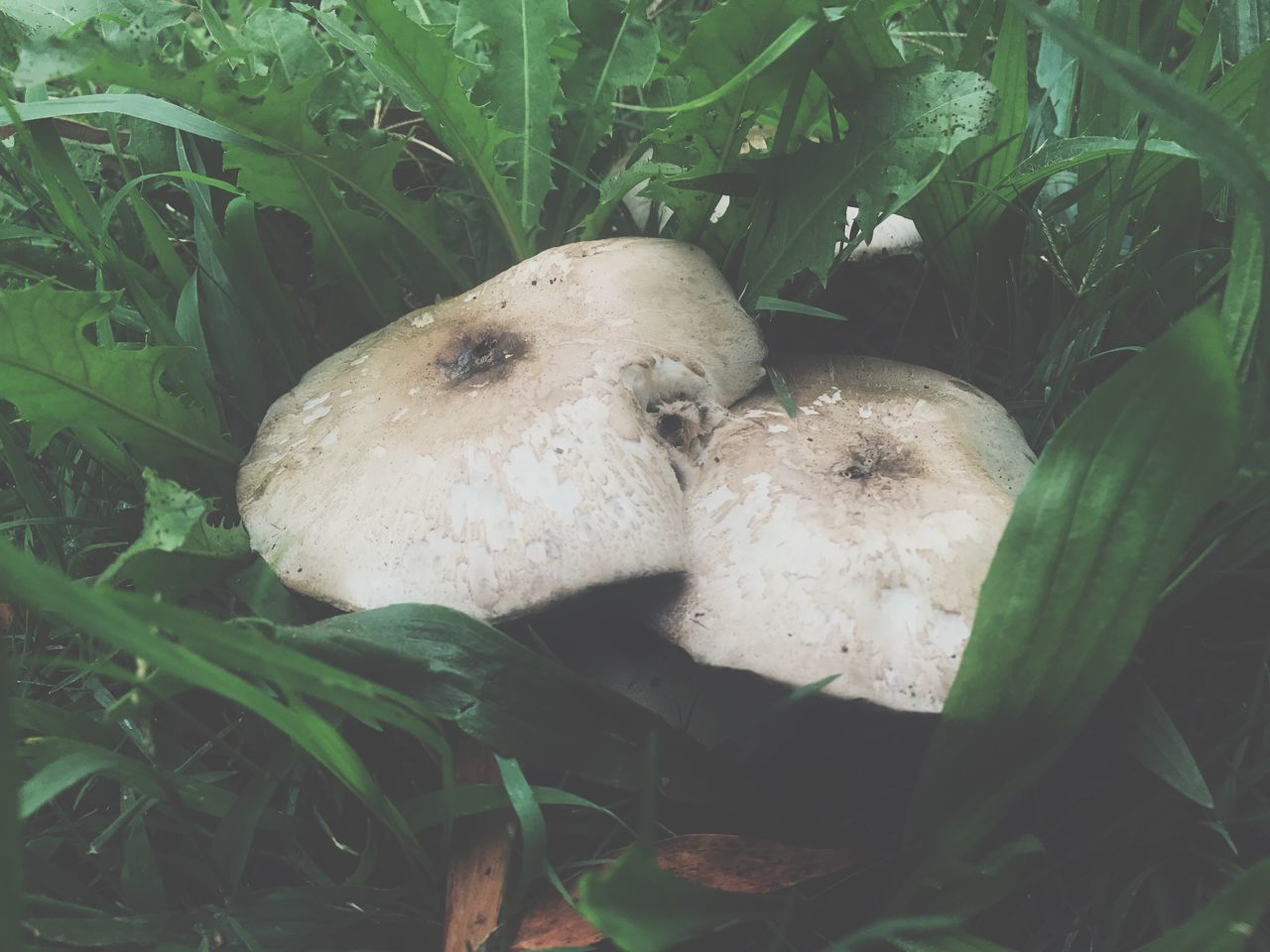 CLOSE-UP OF SHEEP ON PLANT