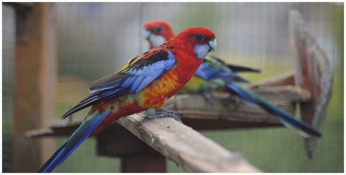 Close-up of parrot perching on branch