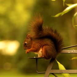 Close-up of squirrel