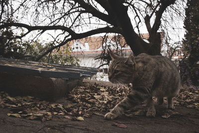 View of a cat on tree trunk