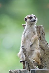 Close-up of meerkat outdoors