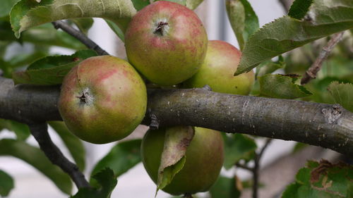 Close-up of fruits on tree