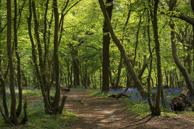 Walkway amidst trees in forest