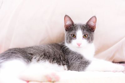 Close-up portrait of cat relaxing on bed