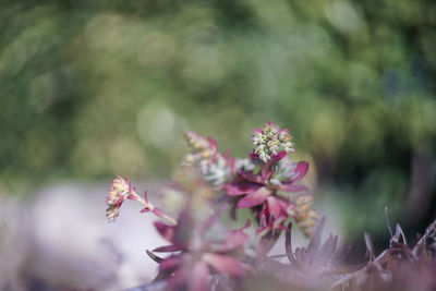 Close-up of honey bee on pink flowering plant