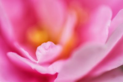 Macro shot of pink flower