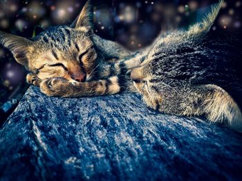 Close-up of cats sleeping outdoors