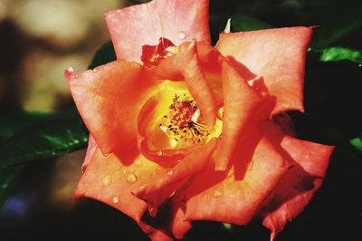 Close-up of rose flower