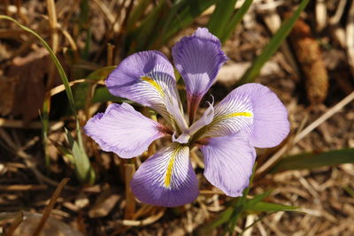 Close-up of purple crocus blooming outdoors