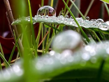 Close-up of water droplets on grass