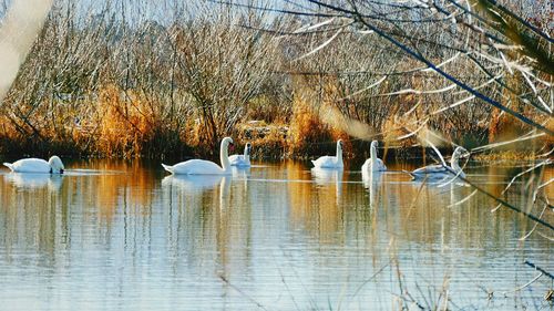 Scenic view of lake in forest during winter