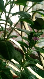 Close-up of plants in greenhouse