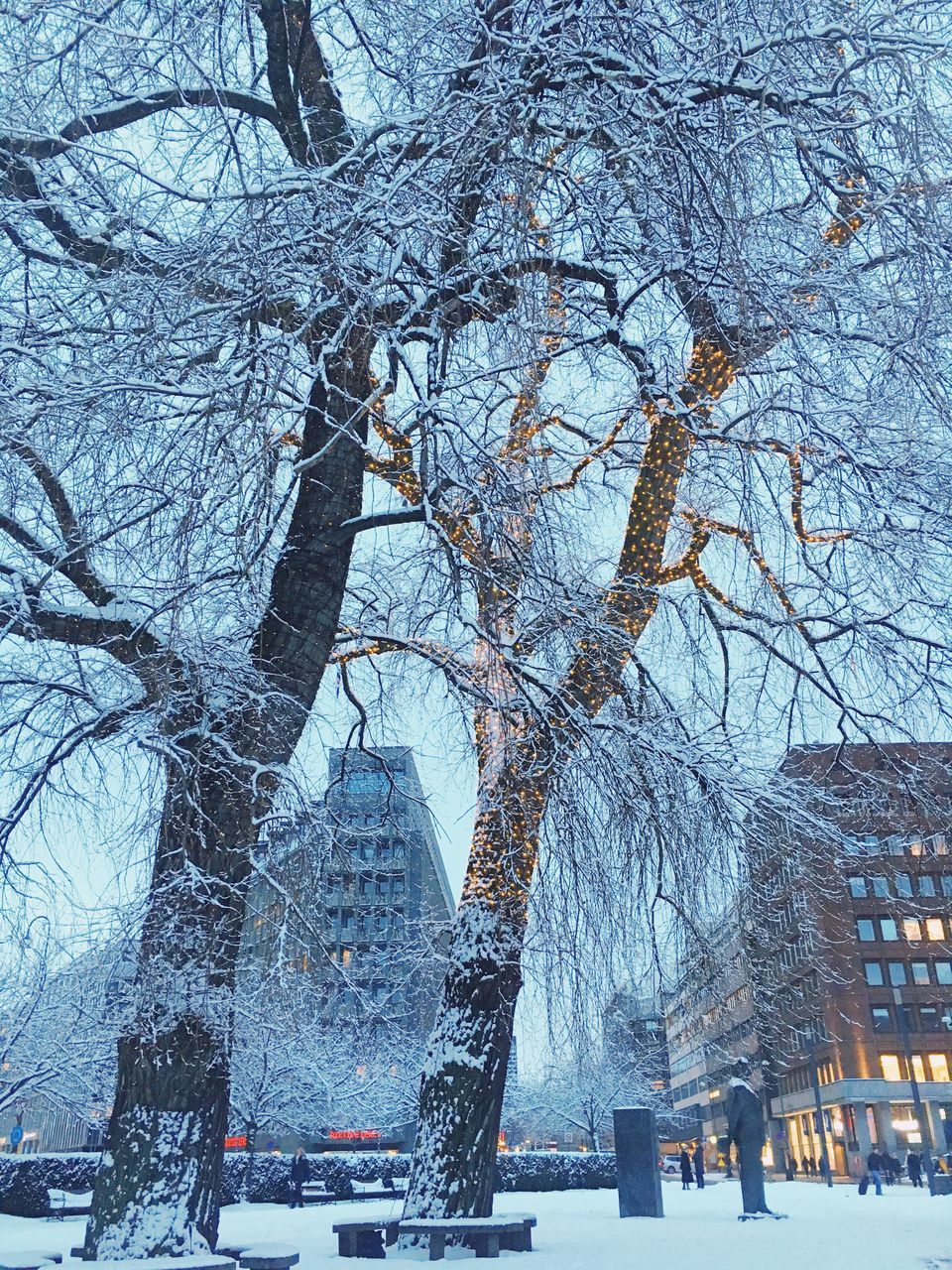 LOW ANGLE VIEW OF BARE TREE DURING WINTER