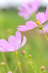 Close-up of pink flowers