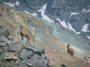 View of a chamois on rock