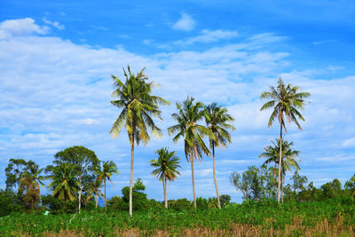 Palm trees on field against sky