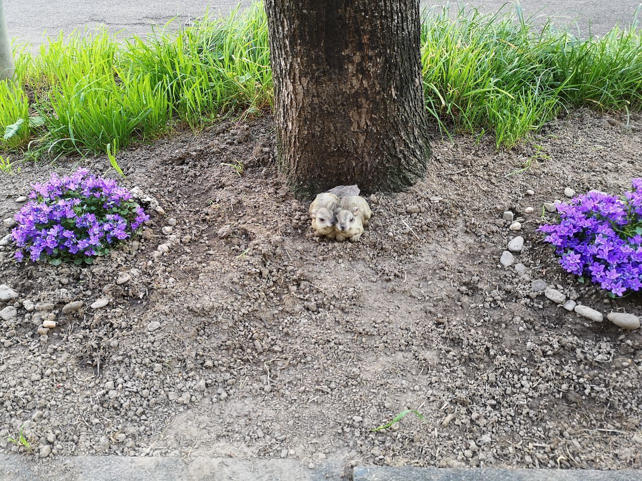 HIGH ANGLE VIEW OF DOG BY FLOWER PLANTS