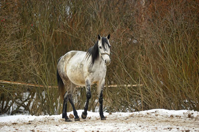 Horse standing on snow covered land