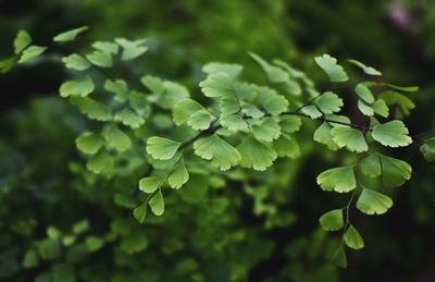 Close-up of fresh green leaves