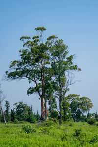 Low angle view of trees on field against clear sky