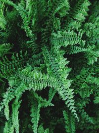 High angle view of fern in forest