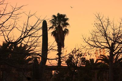 Low angle view of silhouette trees against sky during sunset