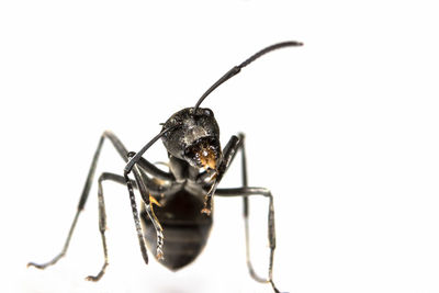 Extreme close-up of ant against white background