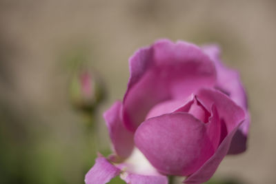 Close-up of pink rose blooming outdoors