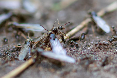 Close-up of ant on wood