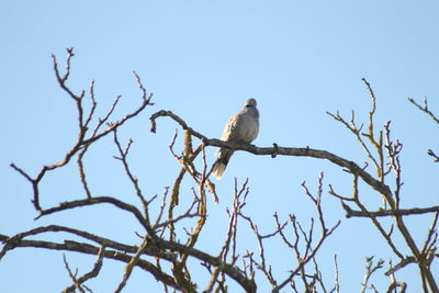 Low angle view of bird perching on branch against clear sky
