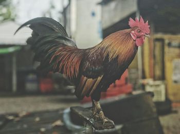 Close-up of rooster