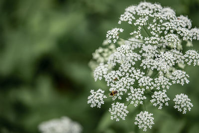 Close-up of snow on plant