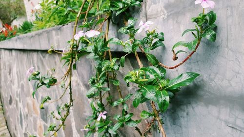 Plants growing by wall