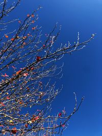 Low angle view of flowering plants against blue sky