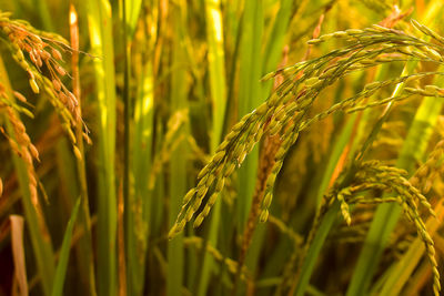 Close-up of stalks in field