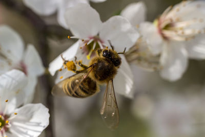 Close-up of bee on flower