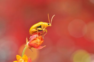 Close-up of insect on yellow flower