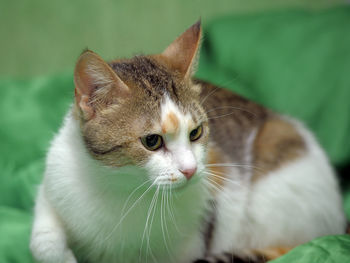 Close-up portrait of a cat looking away