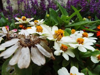 Close-up of white flowers blooming outdoors