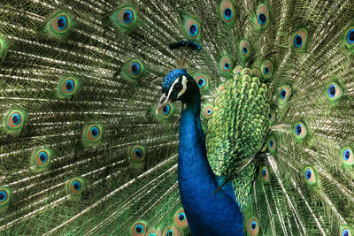 Close-up of peacock