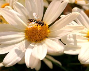 Close-up of insect on flower